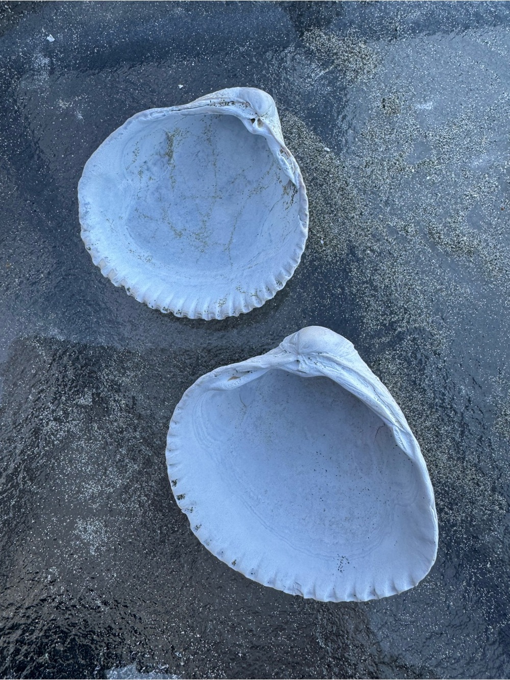 PNW Assorted White Seashell Collection - Picture 7 of 9